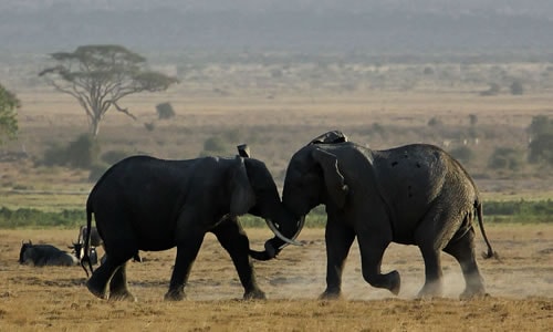 samburu safaris