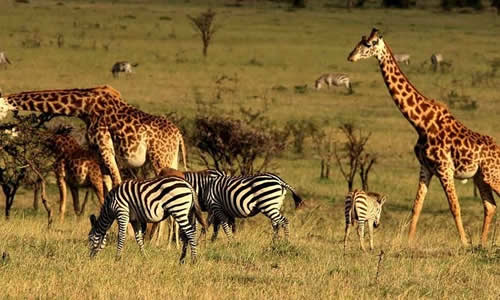 kenya tanzania safaris