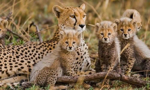 kenya tanzania safaris