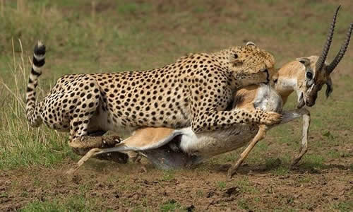 masai mara safaris