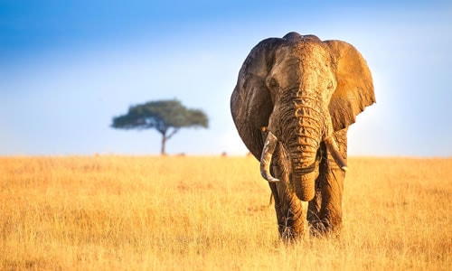 masai mara safaris