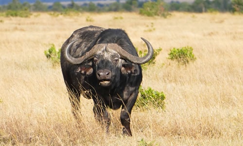masai mara tours