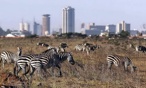 nairobi national park