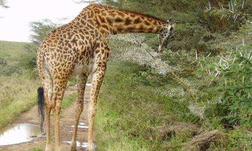 ngorongoro national park