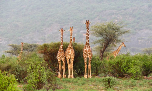 samburu safaris