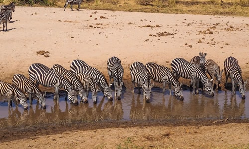 tarangire national park tours
