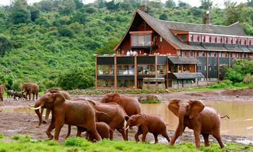 treetops kenya