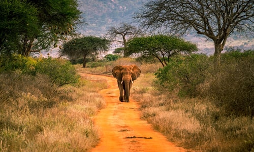 tsavo west safaris