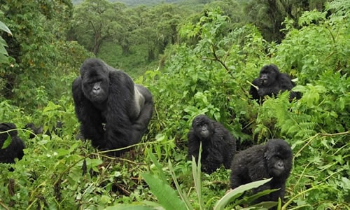 uganda bwindi trekking gorillas