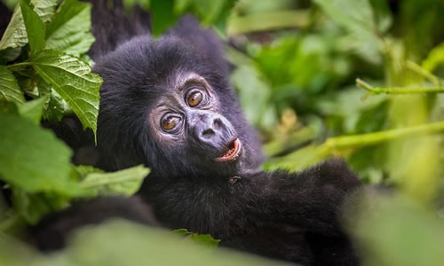 gorilla trekking